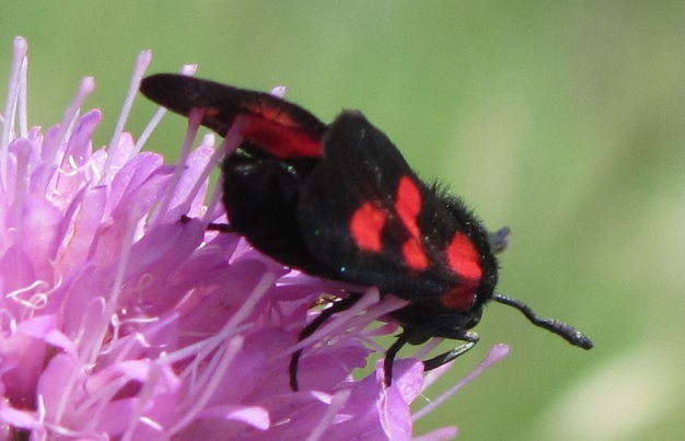 Zygaena lonicerae? No, filipendulae